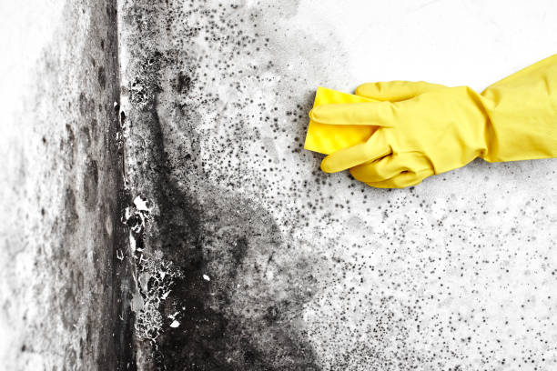 Home Mold Removal in Stepping Stone, CO