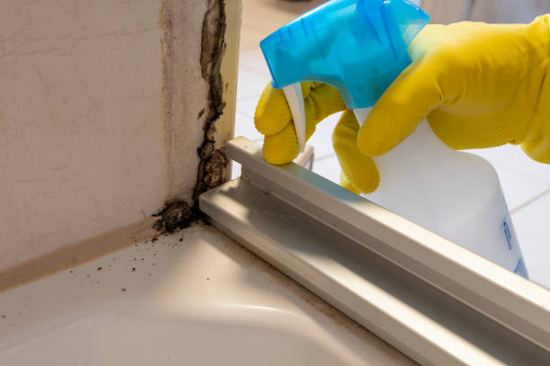 Best Mold Damage Repair  in Stepping Stone, CO