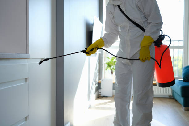 Mold Removal Process