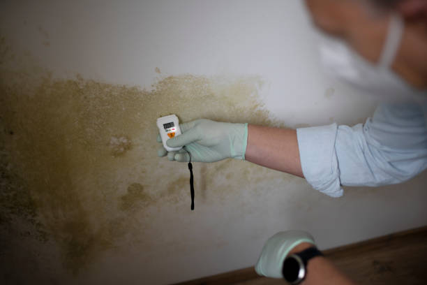 Professional Mold Removal in Stepping Stone, CO