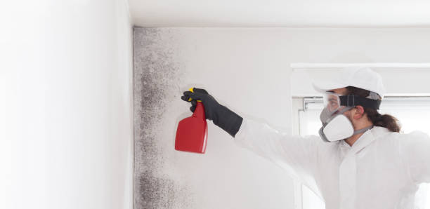 Best Residential Mold Removal  in Stepping Stone, CO