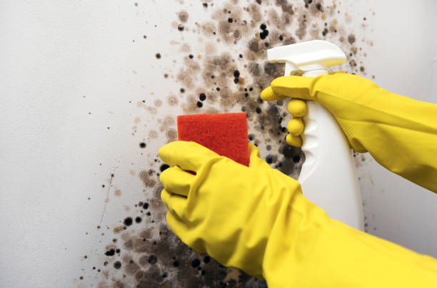 Best Local Mold Removal Service  in Stepping Stone, CO