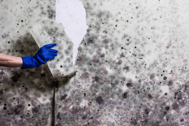 Best Toxic Mold Removal  in Stepping Stone, CO